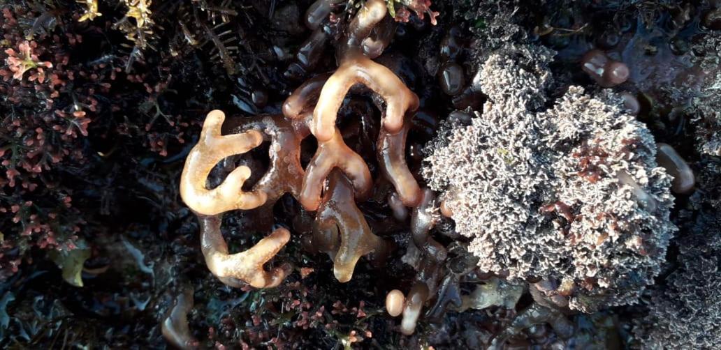 Coral