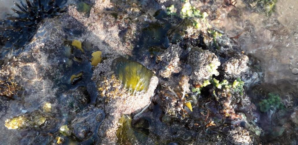 Coral गेस्ट हाउस 3*